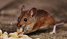 24 Hour & Emergency Exterminators in Kelleysburg, PA